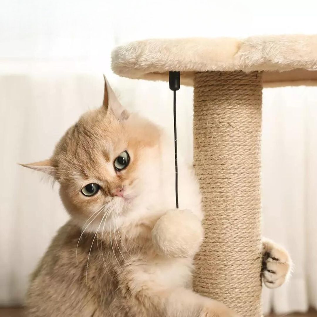 Salon de jeu et de grattage pour chats