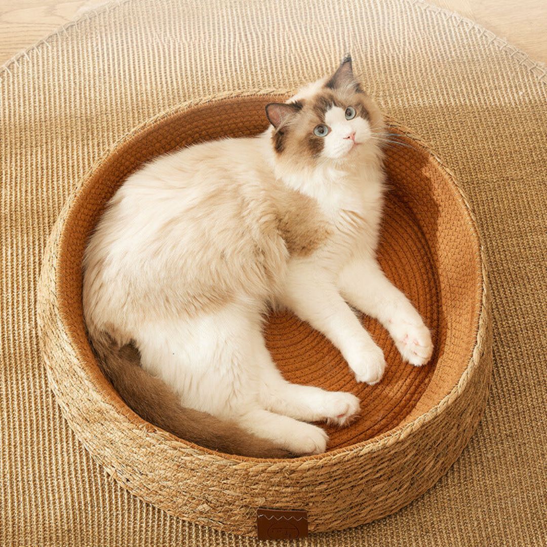 Lit En Rotin Tressé À La Main Pour Chats Avec Surface À Griffer