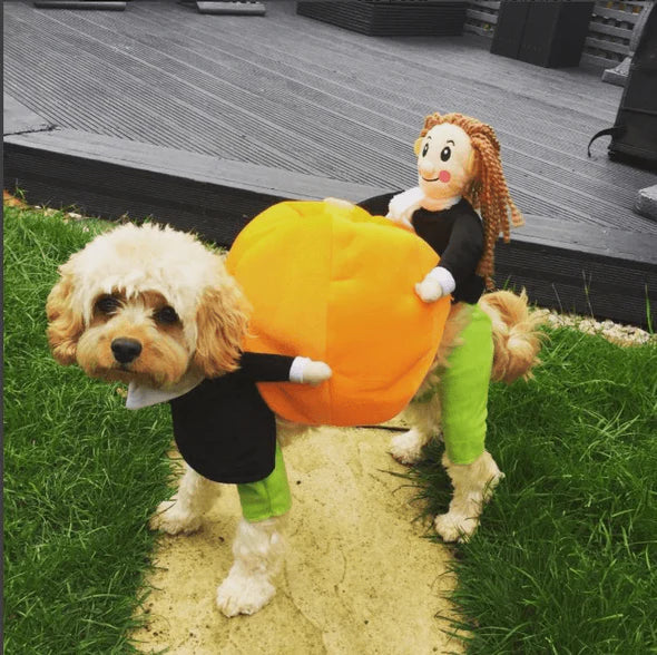 Costume D' Halloween de Citrouille pour Chiens