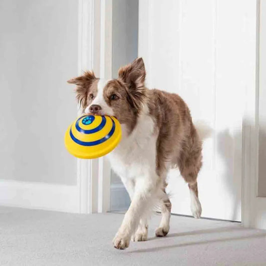 Tapis Rotatif Pour Chiens – Jeu Mental En Spirale