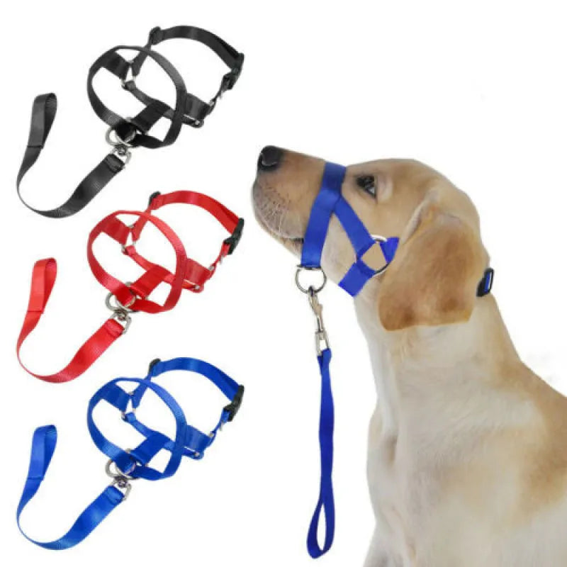 Harnais Réglable Avec Laisse Pour Chiens De Taille Petite Et Moyenne