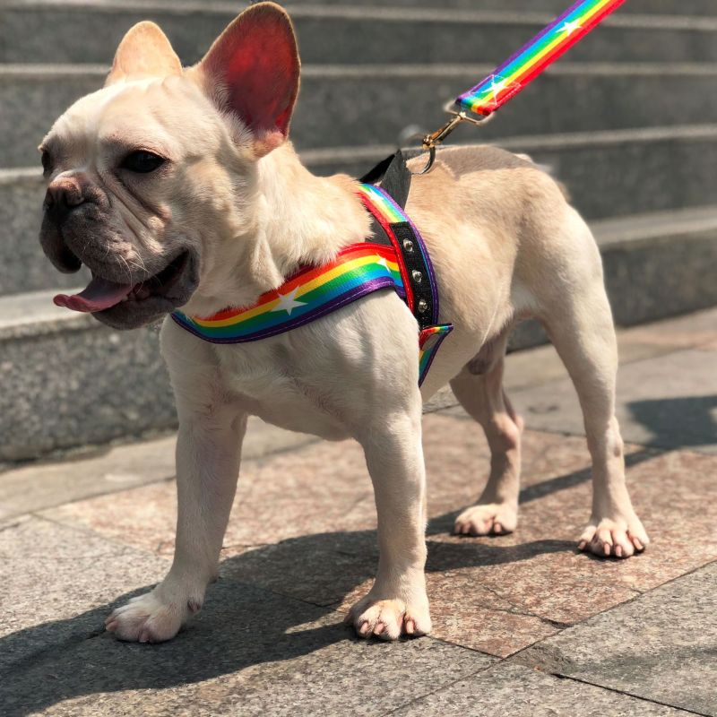 Harnais Pour Chien Arc-en-ciel Avec Étoiles - Souple Et Ajustable Pour Le Confort Et La Sécurité
