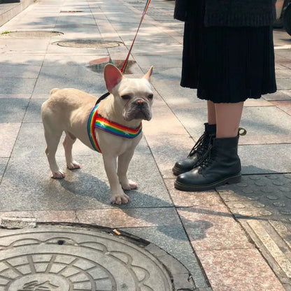 Harnais Pour Chien Arc-en-ciel Avec Étoiles - Souple Et Ajustable Pour Le Confort Et La Sécurité