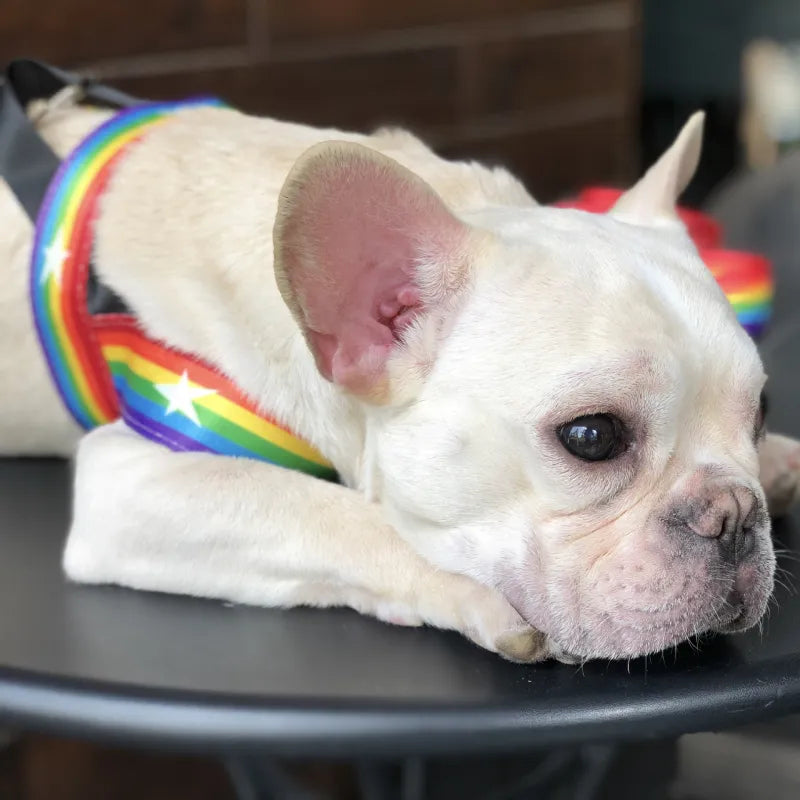 Harnais Pour Chien Arc-en-ciel Avec Étoiles - Souple Et Ajustable Pour Le Confort Et La Sécurité