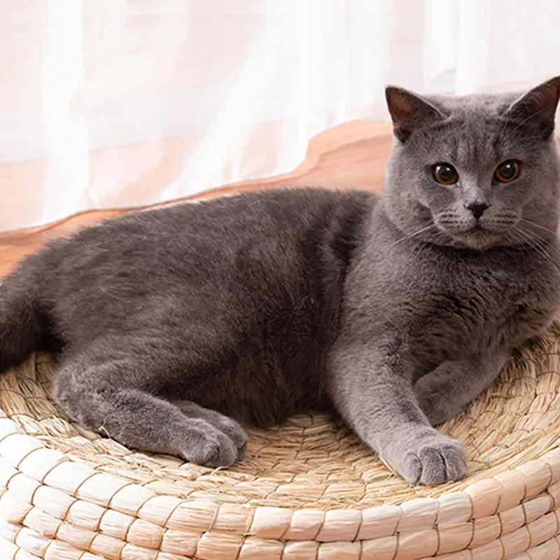 Nid de Chat Fait à la Main - Lit Rond et Doux pour Animaux Domestiques en Matériaux Naturels