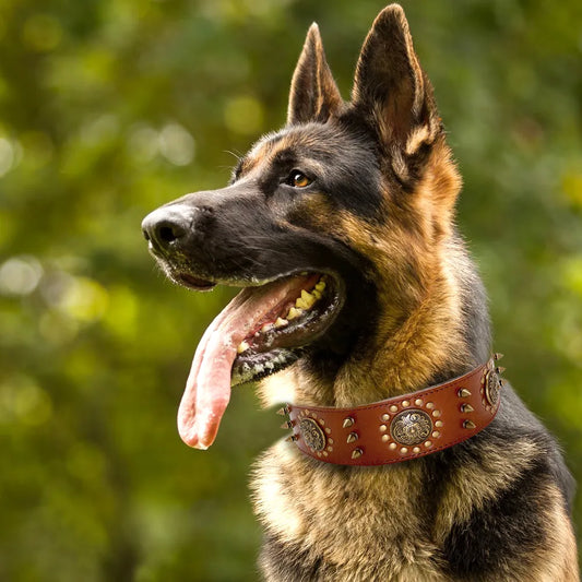 Collier De Chien En Cuir Avec Rivets Et Ornements En Métal Pour Les Grands Chiens