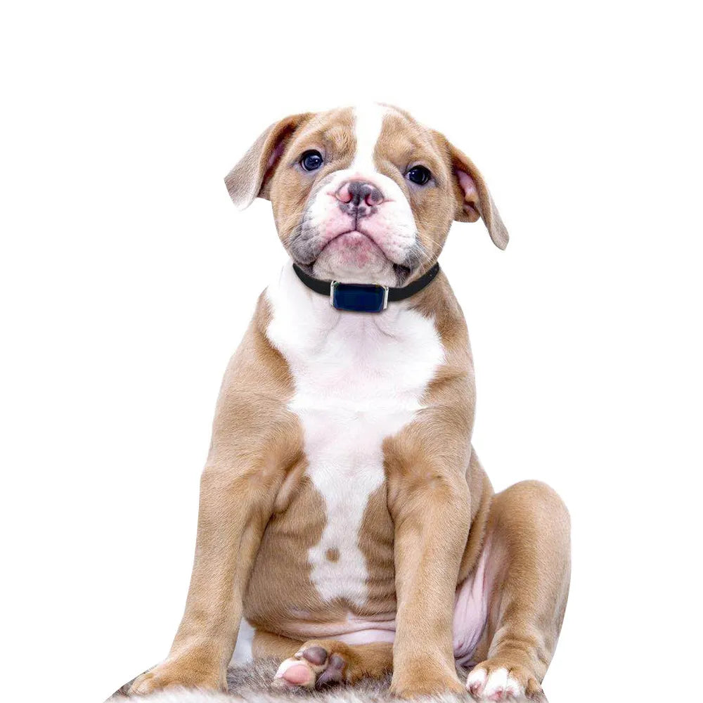 Traceur Gps Rechargeable Pour Chiens Avec Collier Et Usb