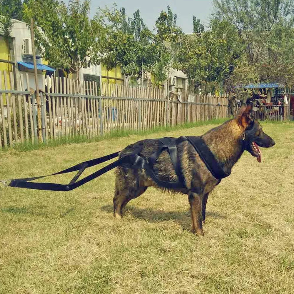 Harnais de Dressage pour Chiens avec Poignées et Cerceaux - Robuste et Réglable