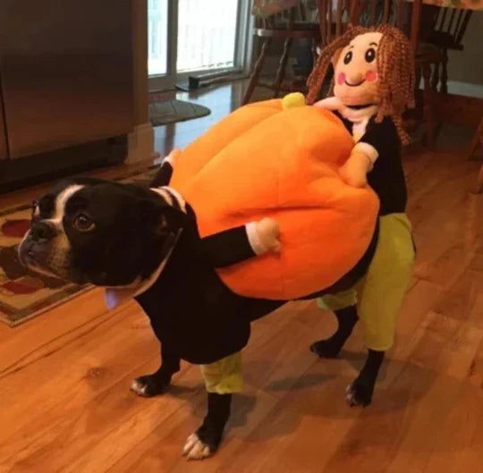 Costume D' Halloween de Citrouille pour Chiens