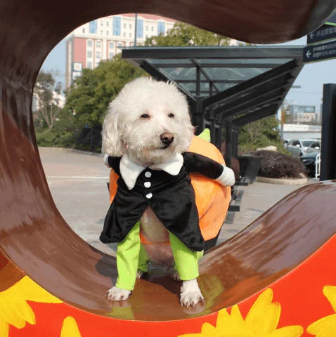Costume D' Halloween de Citrouille pour Chiens