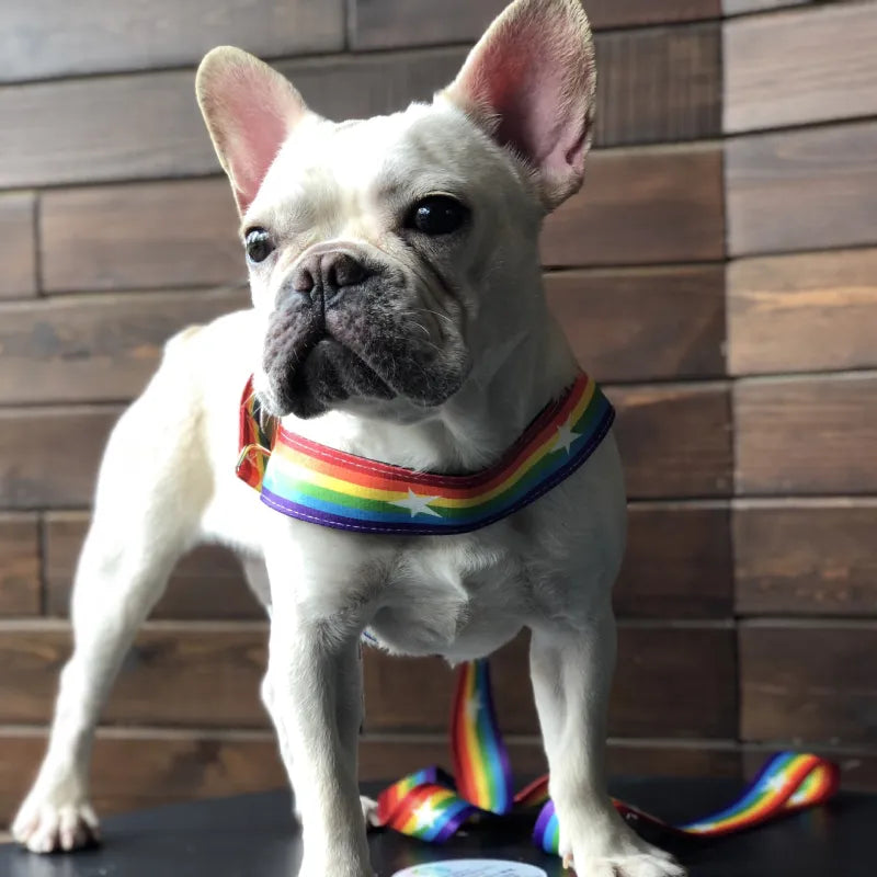 Harnais Pour Chien Arc-en-ciel Avec Étoiles - Souple Et Ajustable Pour Le Confort Et La Sécurité