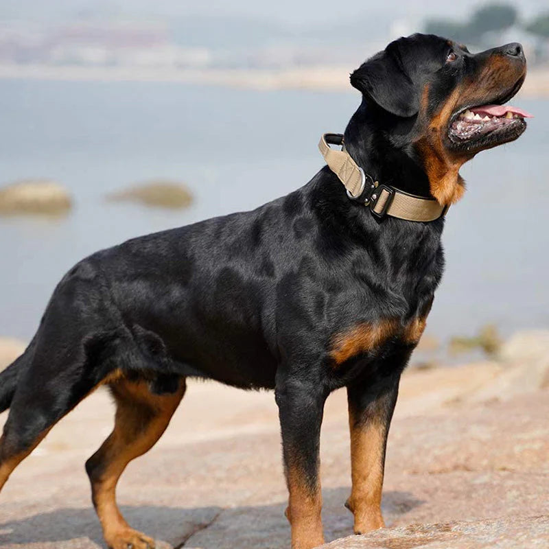 Collier De Chien Pratique Avec Poignée Pour Un Meilleur Contrôle
