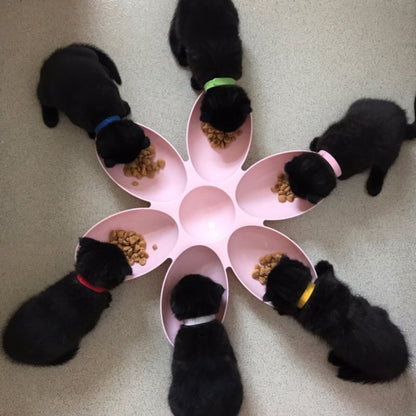 Assiette De Nourriture Pour Chats En Forme De Fleur - 6 Bols De Différentes Couleurs