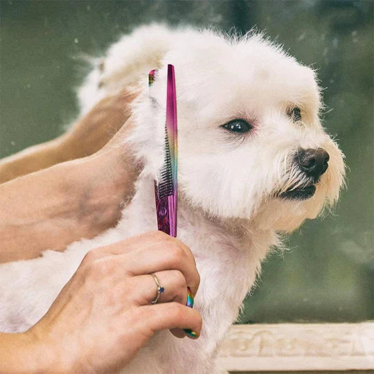 Ciseaux pour Couper les Cheveux des Chiens - Soin Précis du Pelage