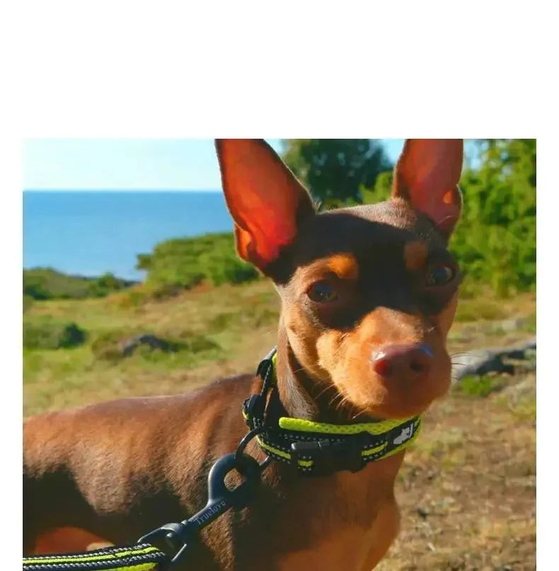Collier De Chien Réfléchissant Truelove - Respirant Et Réglable Pour Un Confort Maximal