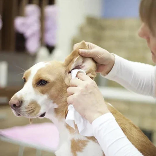 Poudre pour le Soin des Oreilles des Animaux Domestiques