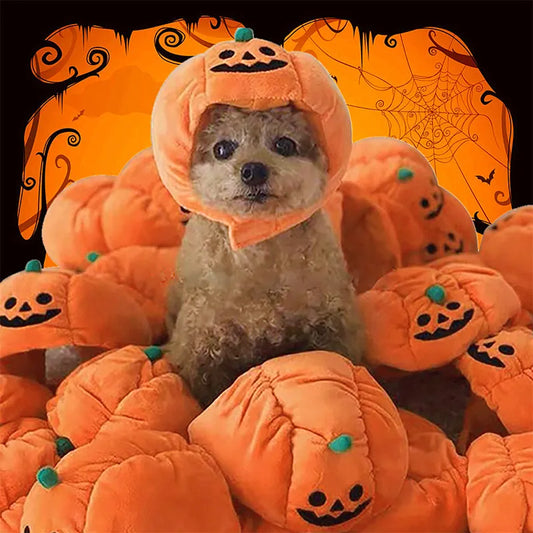 Costume Citrouille D'halloween Pour Chiens