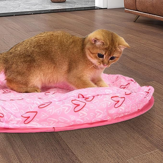 Jeu De Cache-cache Pour Chats