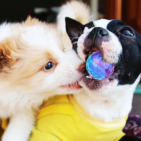Balle à Mâcher de Longue Durée pour Chiens
