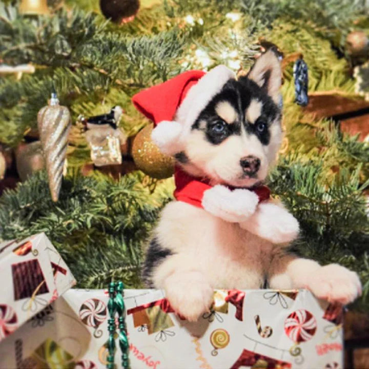 Casquette de Noël avec Écharpe pour Animaux Domestiques