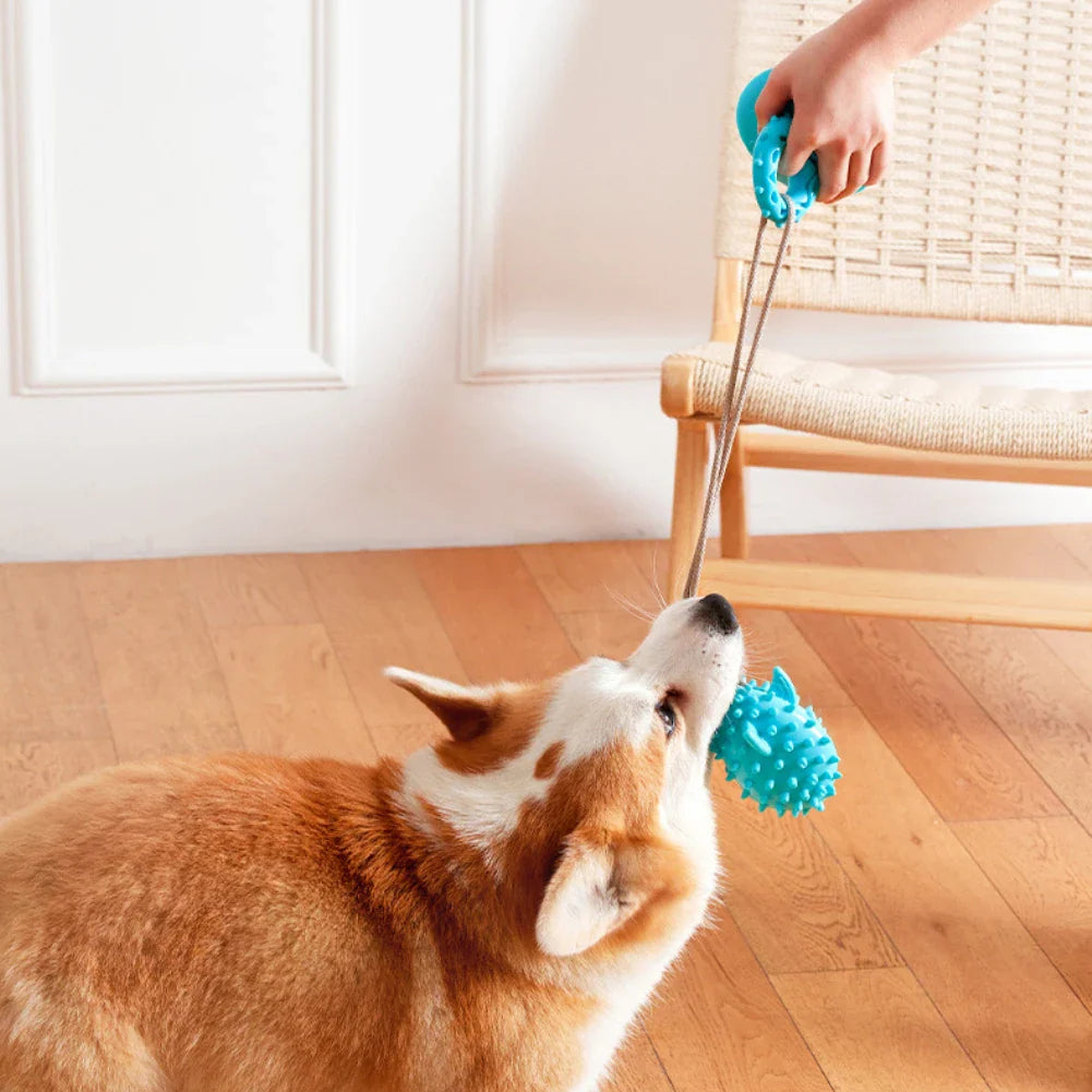 Jouet Friandise À Ventouse Pour Chiens