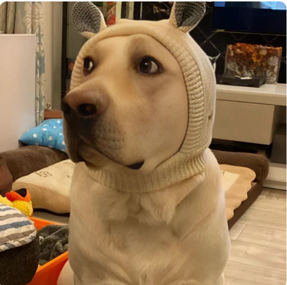 Bonnet En Tricot Chaud Avec Oreilles Pour Chiens