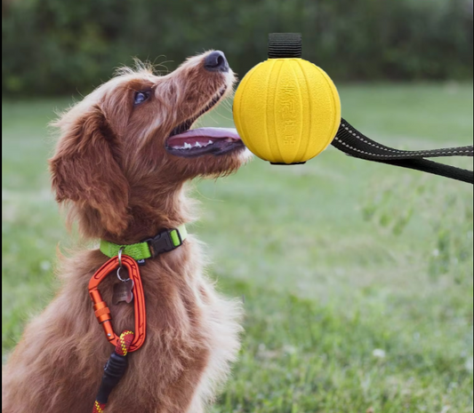Jouet D' Entraînement Interactif au Mordant pour Chiens - Balle Déformable Résistante