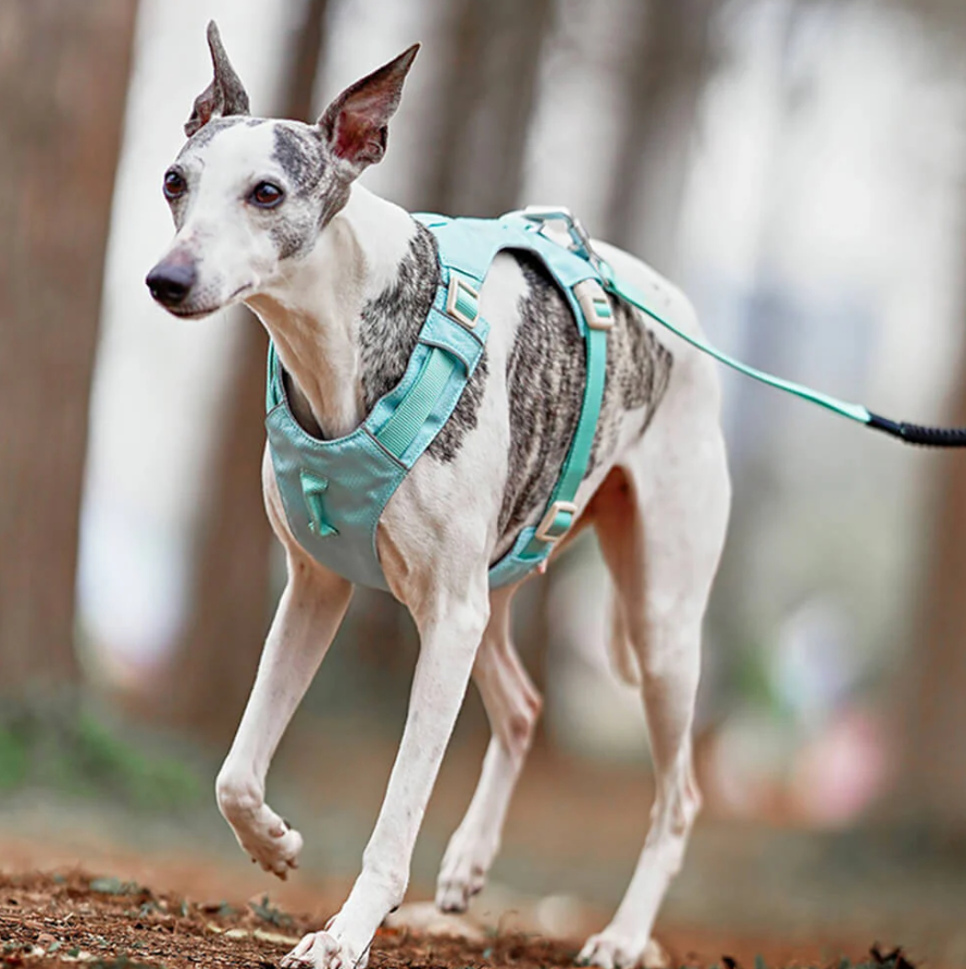 Harnais Anti-traction Pour Chiens Avec Laisse Réglable