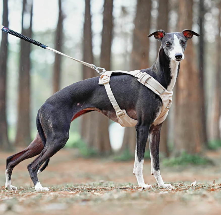 Harnais Anti-traction Pour Chiens Avec Laisse Réglable