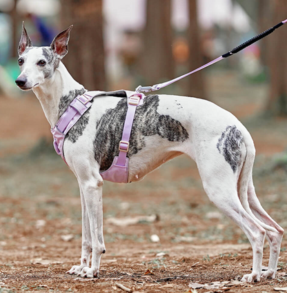 Harnais Anti-traction Pour Chiens Avec Laisse Réglable