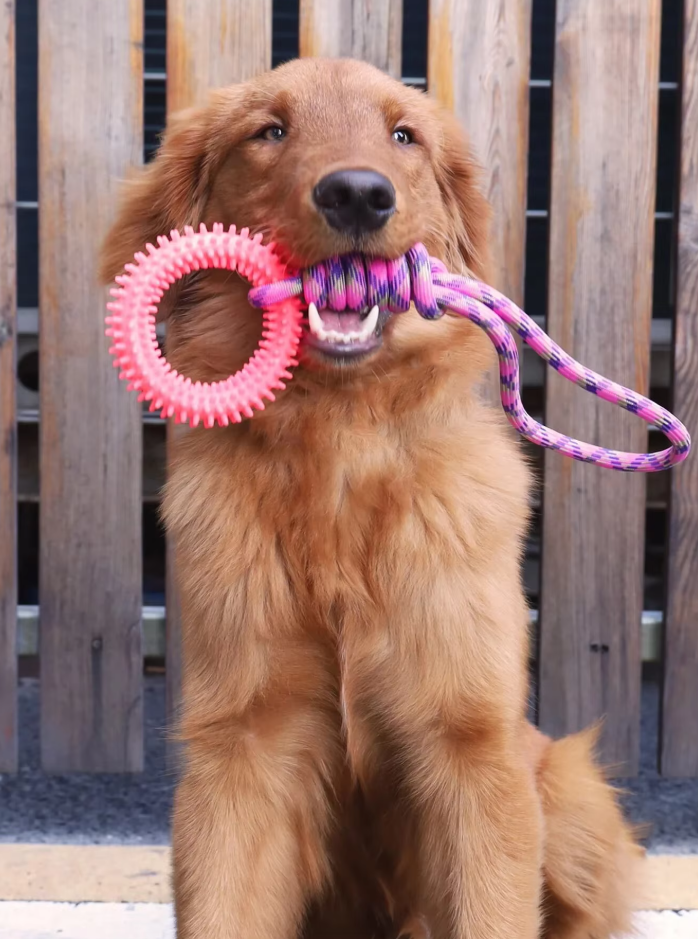 Jouet Pour Chien Robuste Avec Anneau De Dentition - Jouet À Mâcher Corde À Déchirer Pour Un Plaisir Interactif