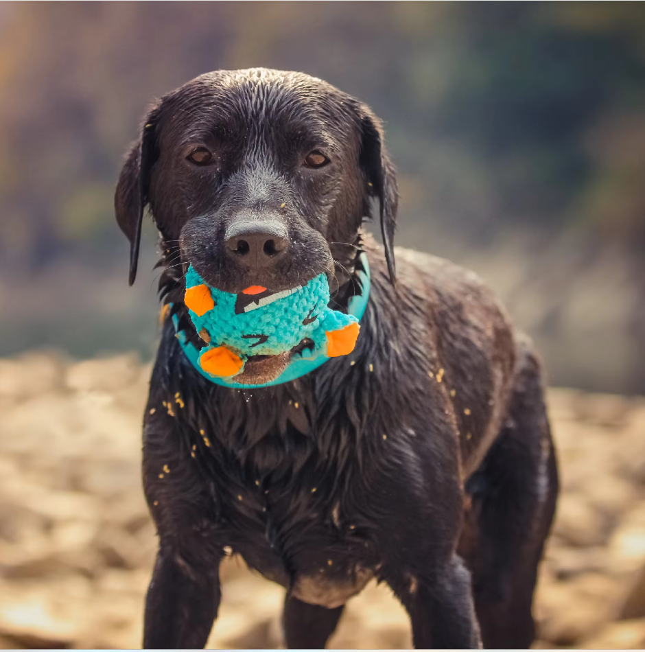 Boule de Monstre Interactive en Peluche - Jouet Amusant pour Chien