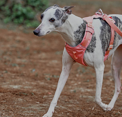 Harnais Anti-traction Pour Chiens Avec Laisse Réglable