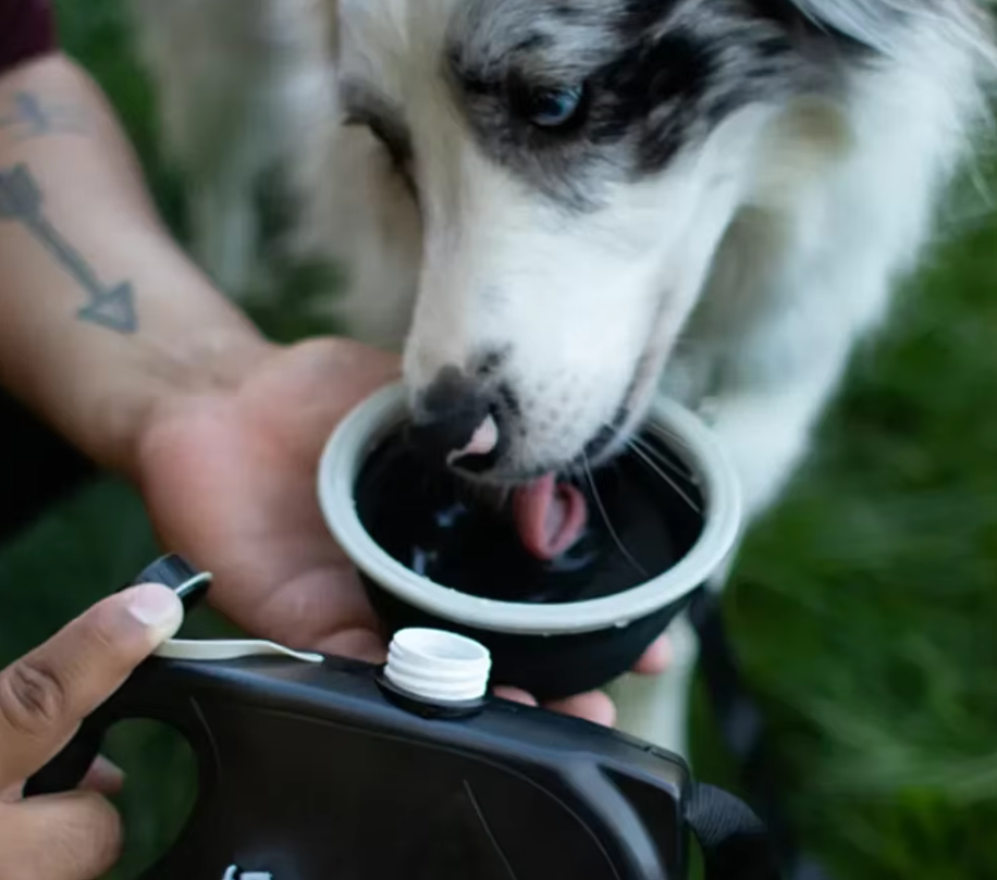 Laisse pour Chien avec Réservoir D' Eau Ecuelle Pliable et Sacs à Poubelle