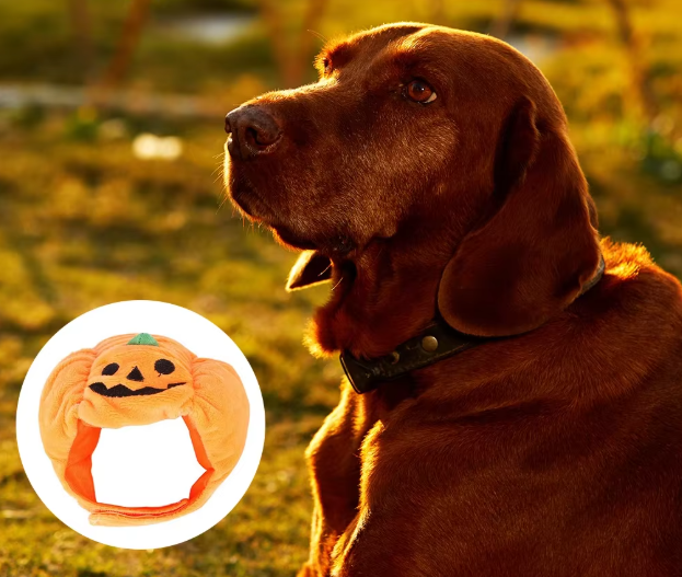Costume Citrouille D'halloween Pour Chiens