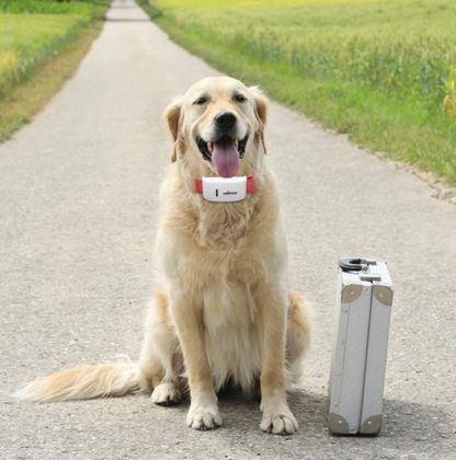 Collier De Chien Avec Télécommande - Mode Vibration Et Choc Rechargeable