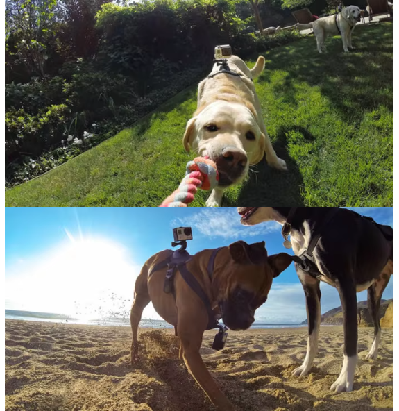 Harnais Pour Caméra D' Action Pour Chiens Avec Support Pour Le Poitrail Et Le Dos