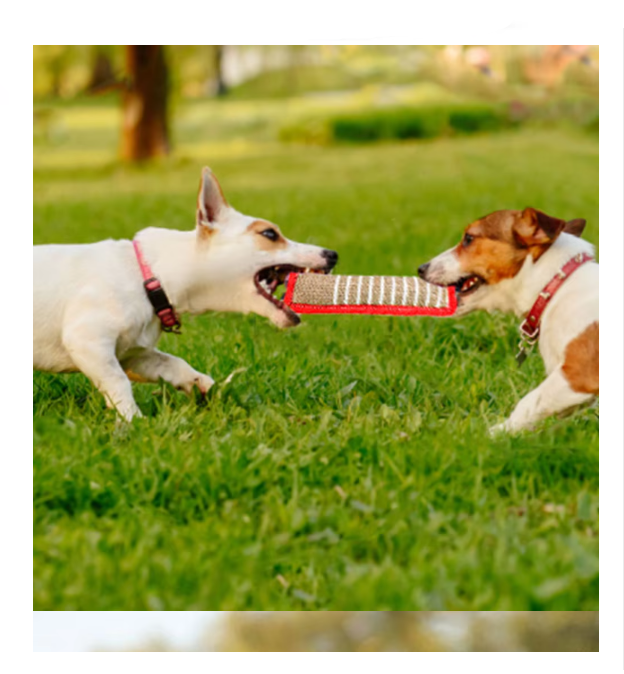 Saucisse à Croquer pour Chiens - Jouet D' Entraînement Robuste en Jute avec Poignées pour Chiots Chiens Adultes
