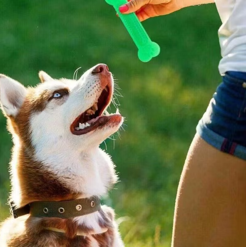 Article à Mâcher pour Chiens - Jouet de Dentition Robuste en Caoutchouc