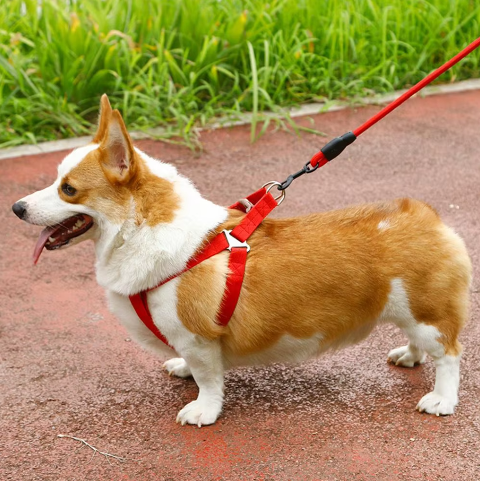 Harnais Pour Chien Réglable Avec Laisse En 5 Couleurs