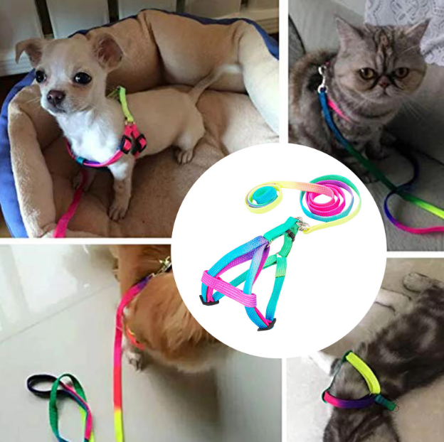 Harnais Coloré Avec Laisse Réglable Pour Chiens