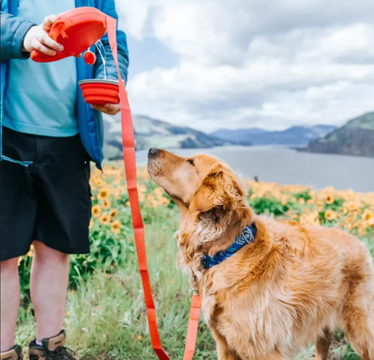 Laisse pour Chien avec Réservoir D' Eau Ecuelle Pliable et Sacs à Poubelle
