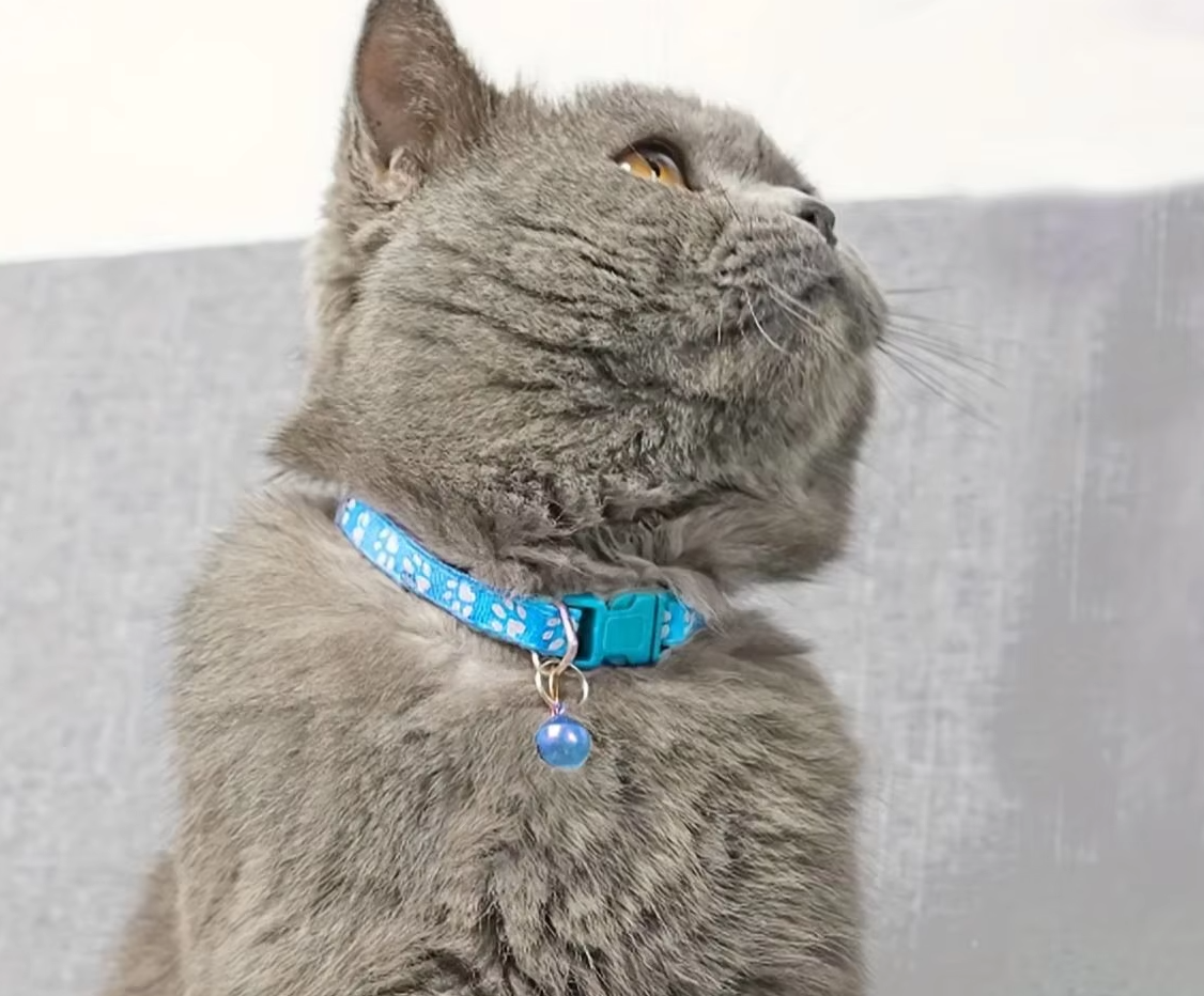 Collier pour Chat Sécurisé avec Clochette - Collier Ajustable avec Motif de Patte Fermeture Rapide