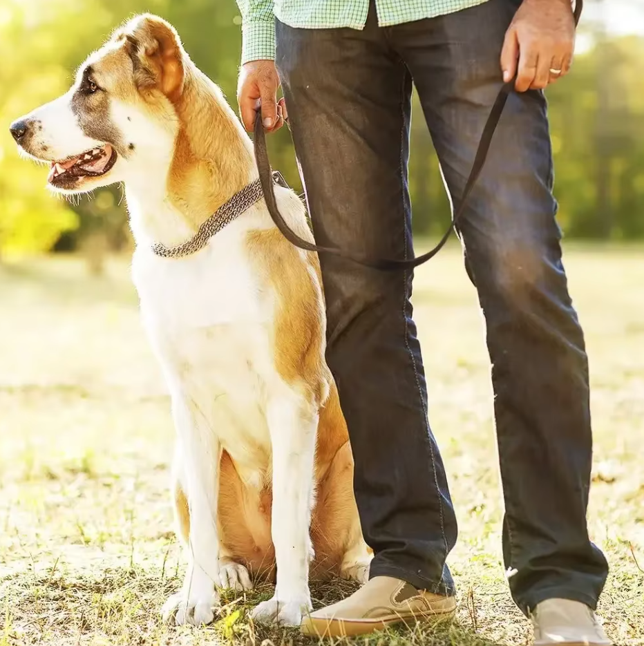 Laisse En Cuir Pour Chien Avec Mousqueton Doré - Accessoire Pour Chien Robuste Et Élégant