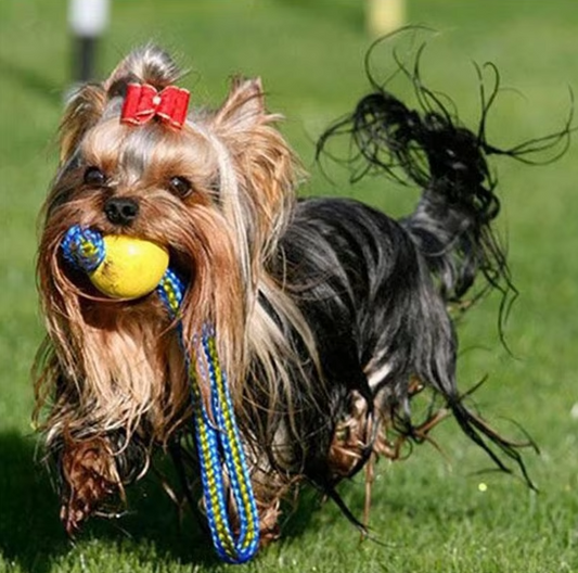 Jouets pour Chiens Robustes - Balle à Rapporter et à Déchirer avec Corde