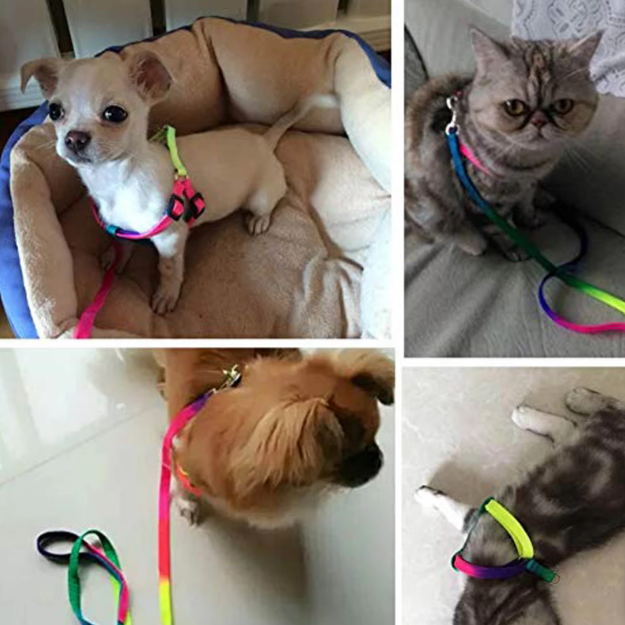 Harnais Coloré Avec Laisse Réglable Pour Chiens