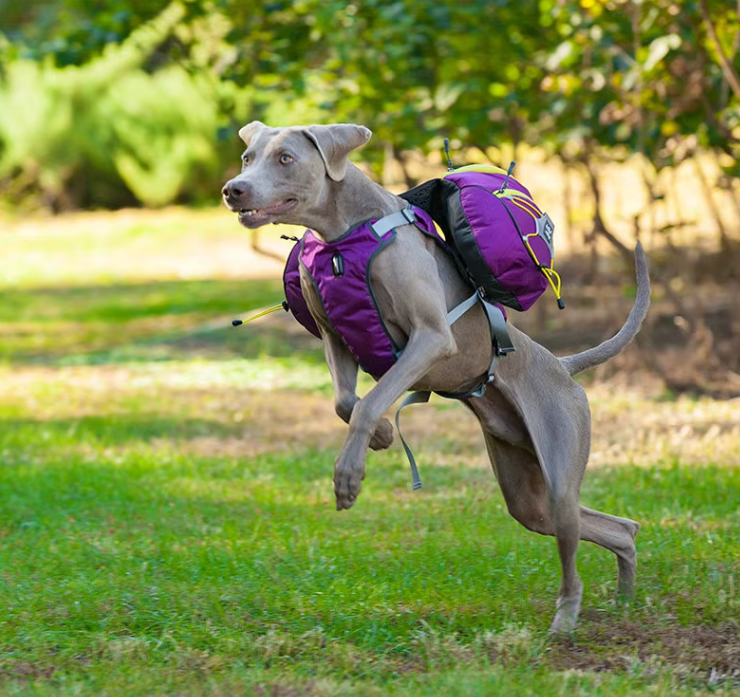 Sac À Dos De Randonnée Pour Chiens Avec Poches Étanches - Civière Portable Pour Chiens Pour Les Activités De Plein Air