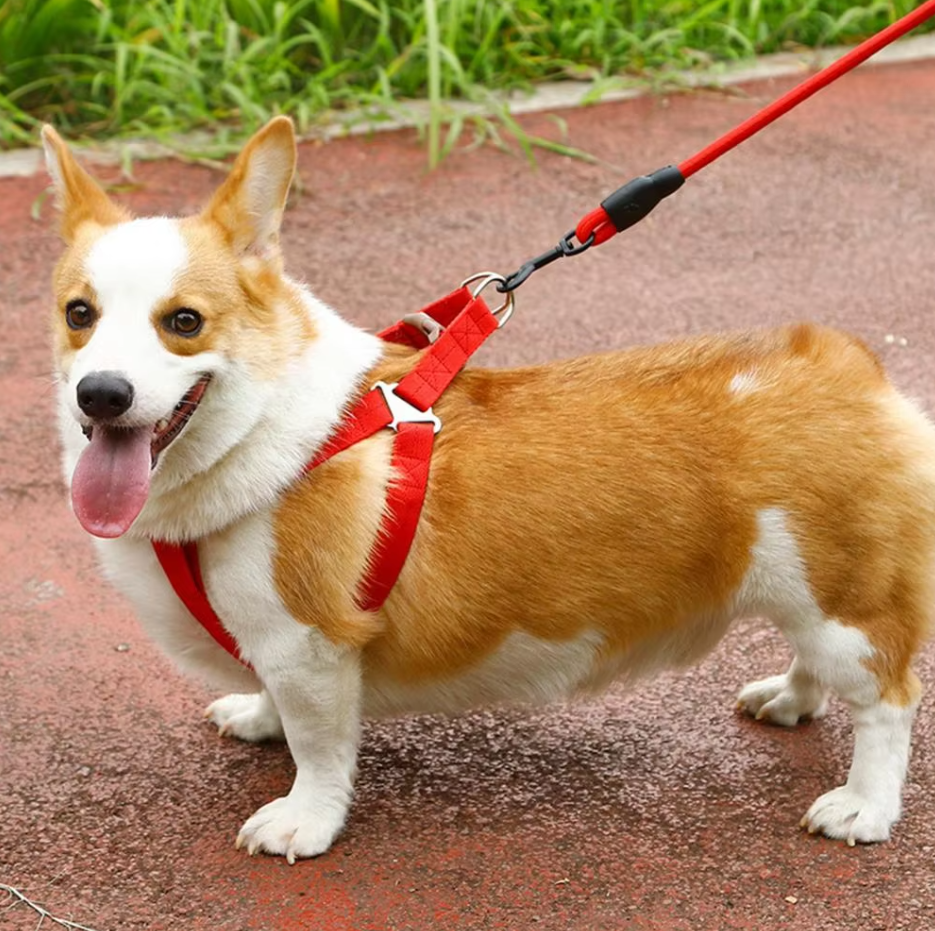 Harnais Pour Chien Réglable Avec Laisse En 5 Couleurs
