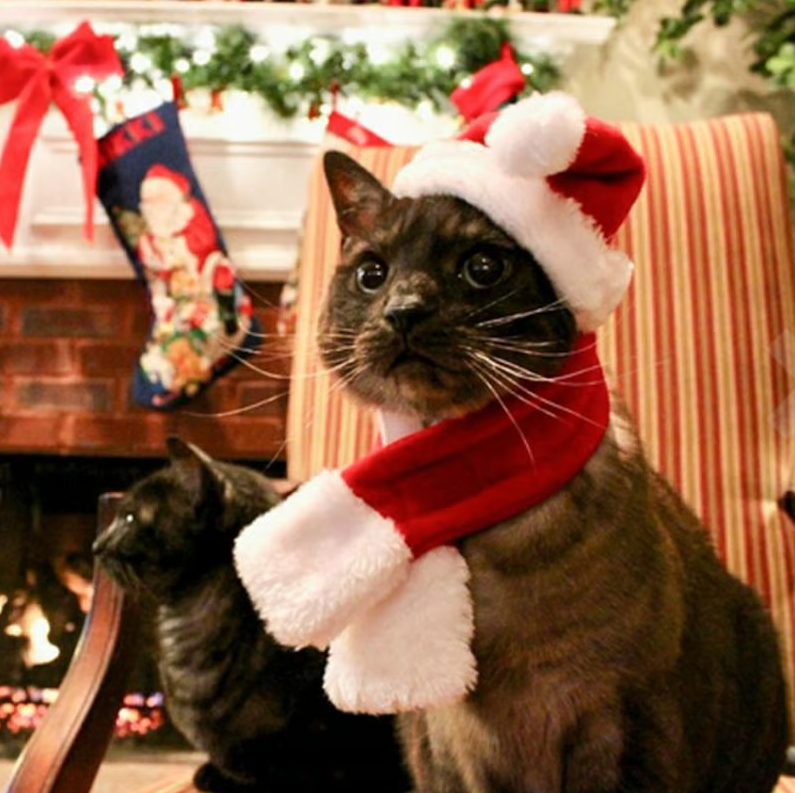 Casquette de Noël avec Écharpe pour Animaux Domestiques