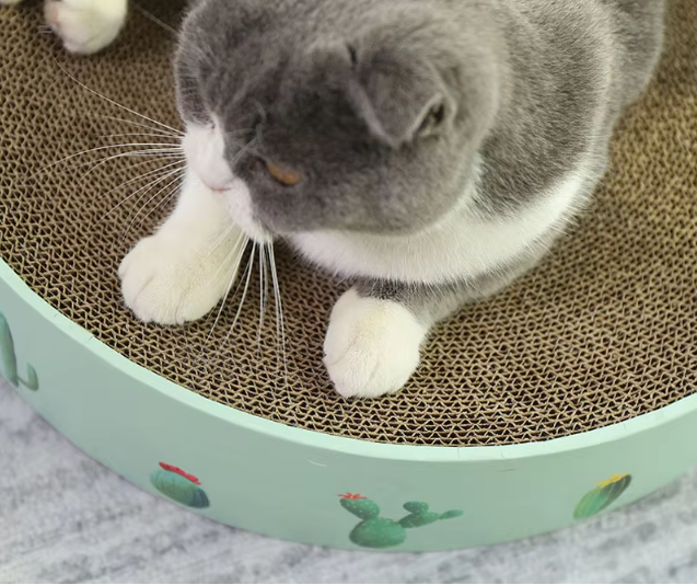 Boucle en Carton pour Chat avec Design Cactus - Griffoir de Style Moderne